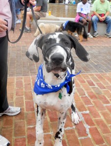 Great Dane puppy