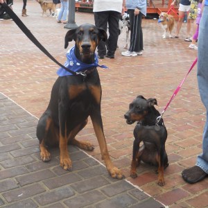 Doberman with Manchester Terrier