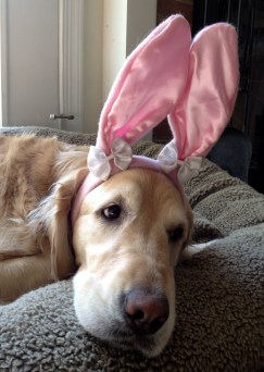 Chatham Easter Bunny