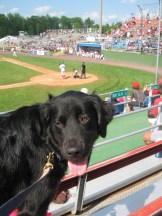 Bark in the Park