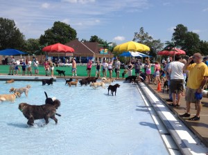 Dog swim at Great Waves 2012