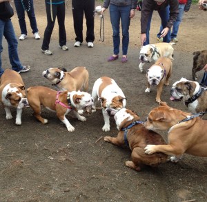 bulldogs tug of war