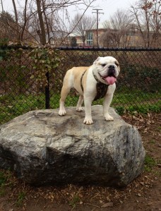 bulldog scales rock