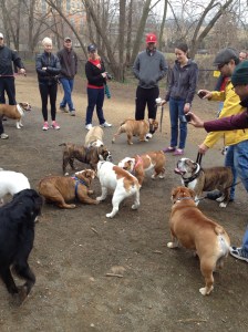 bulldogs with owners