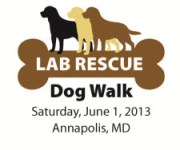 lab rescue walk