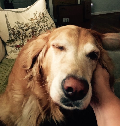 Golden Retriever getting ear scratched