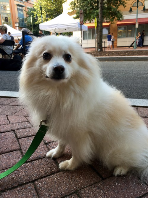 Small blonde Pomeranian dog