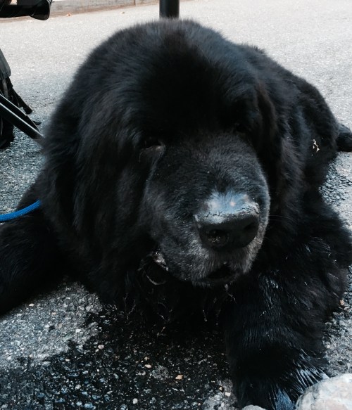 Black Newfoundland dog