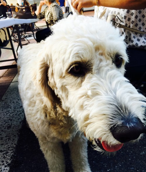 Blonde Golden Doodle  dog