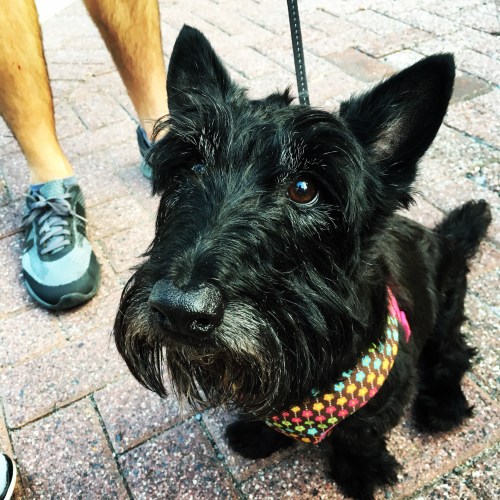 Black Scottish Terrier