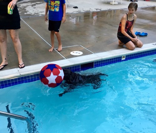 black labrador pushing large red ball in pool