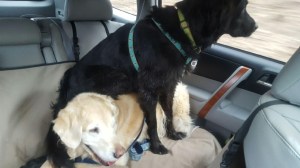 Two dogs in back seat of car