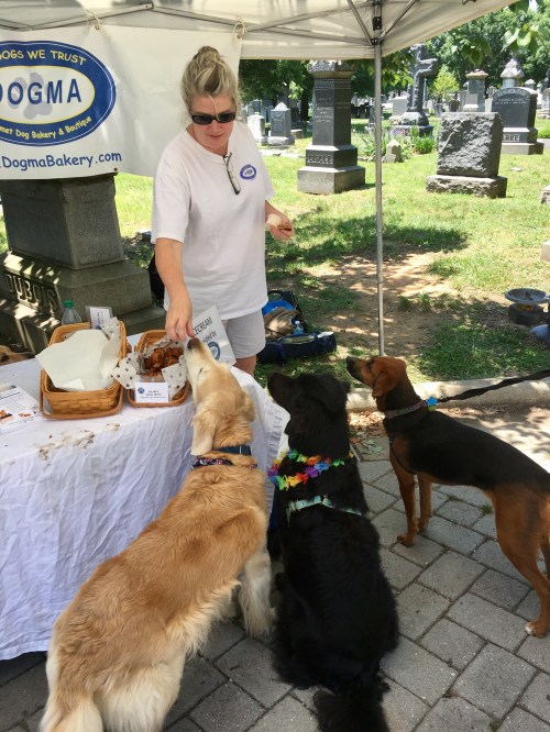 Three dogs beg for treats